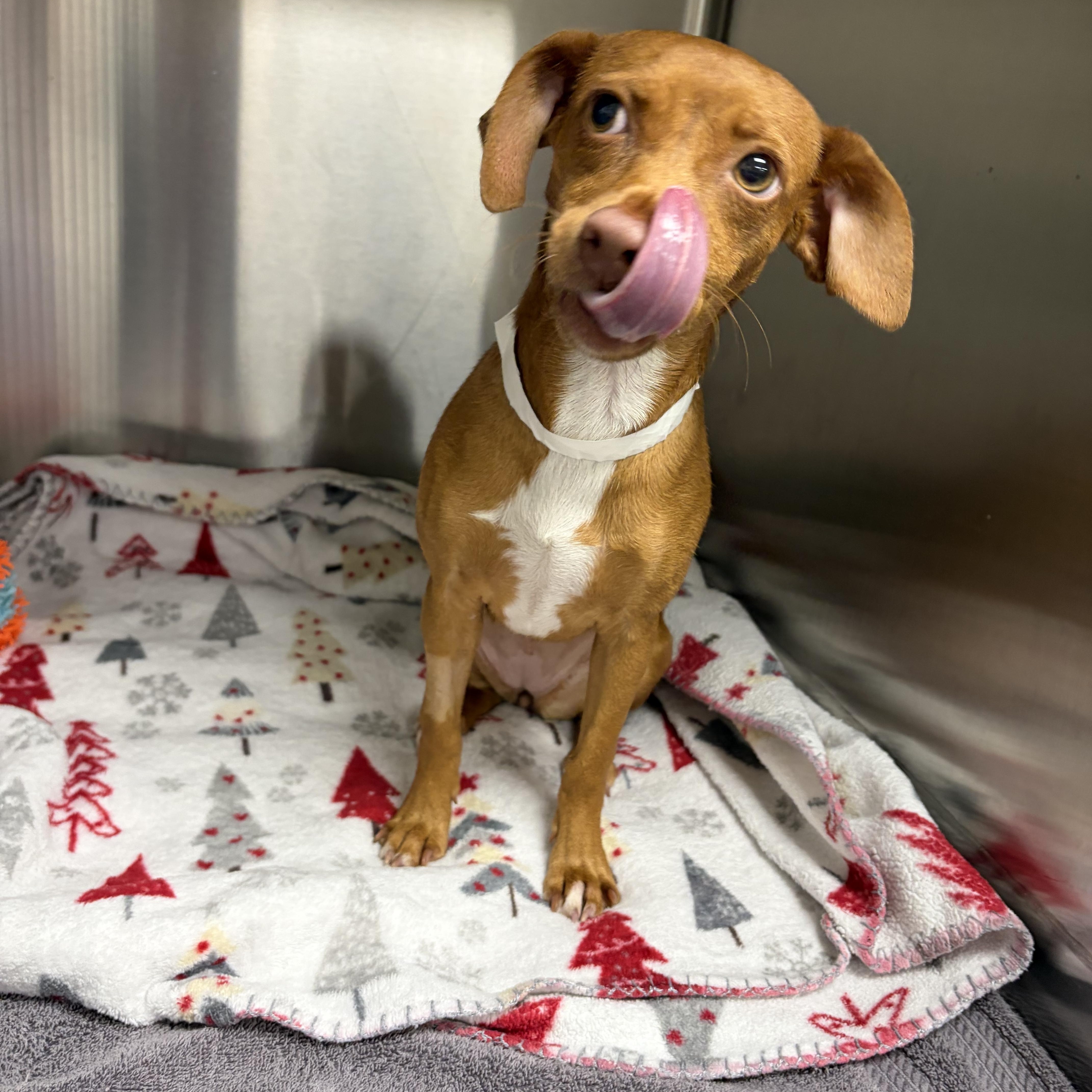 Sparkle, an adopted mixed breed in Houston, TX image 3/4