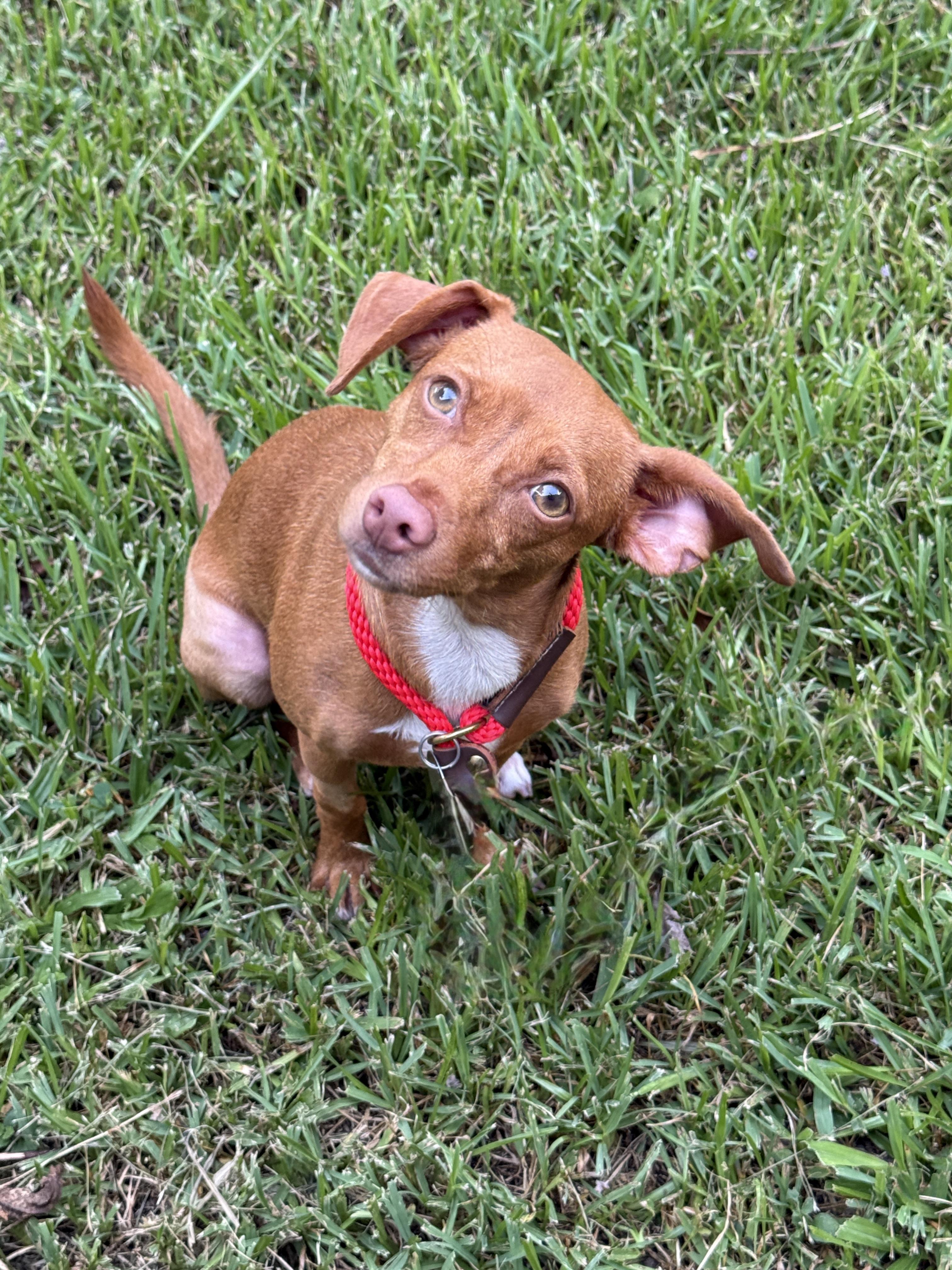 Sparkle, adopted, Young Female Chiweenie.