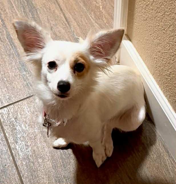 Enlarge Lily, an adopted mixed breed in Grass Valley, CA image 1/2