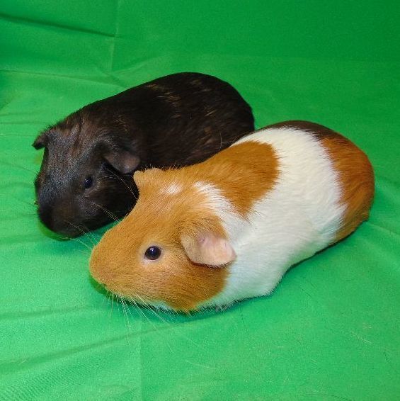 Copper and Laurel