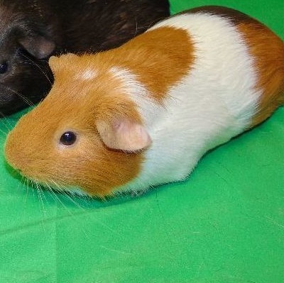 Laurel, a Adoptable Short-Haired in Dearborn, MO image 2/3