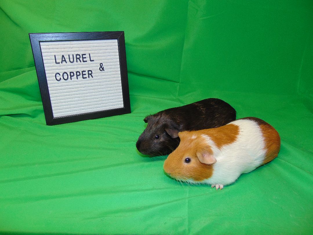 Copper and Laurel photo 3