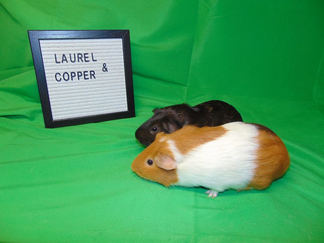 Copper and Laurel photo 4