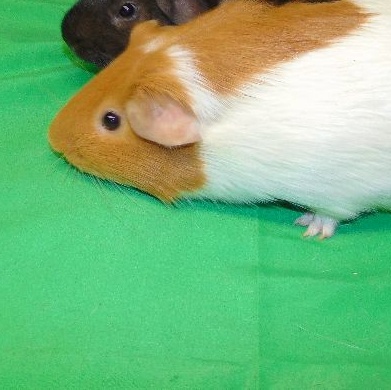 Laurel, a Adoptable Short-Haired in Dearborn, MO image 3/3