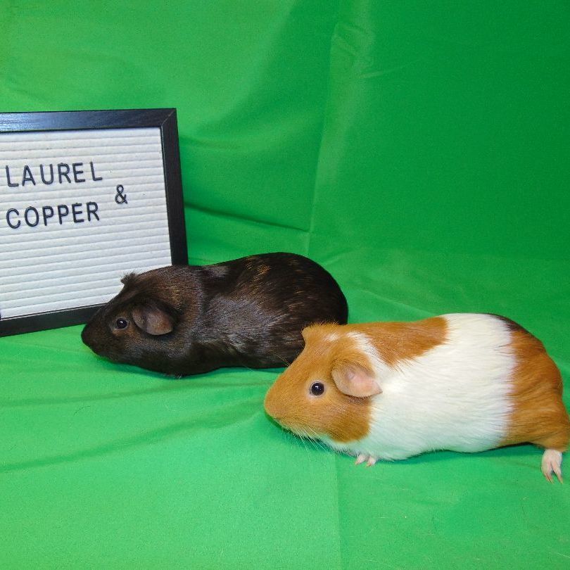 Copper and Laurel photo 2