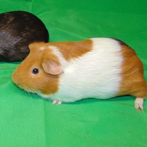 Laurel, a Adoptable Short-Haired in Dearborn, MO image 1/3