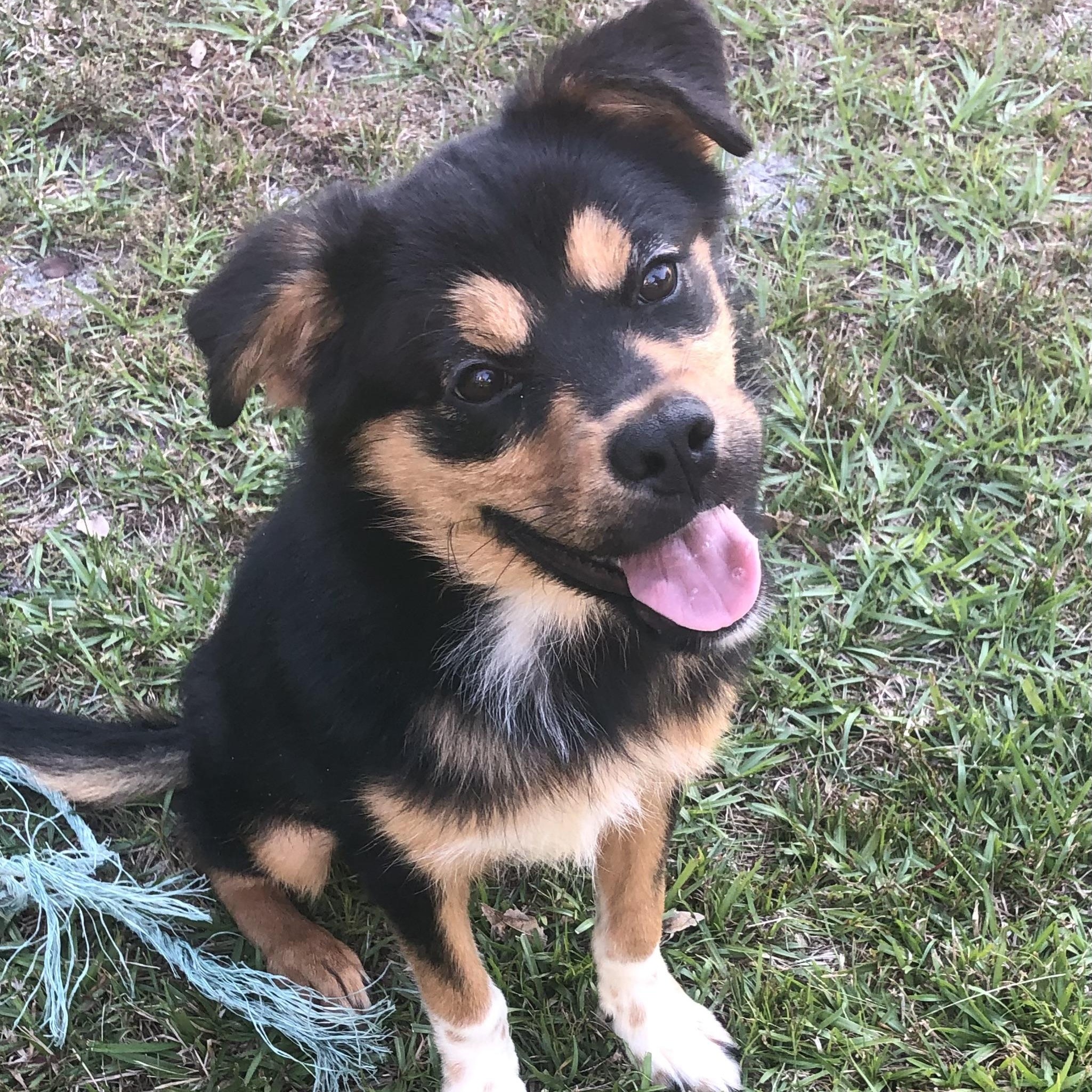 Enlarge Piper, a Adoptable mixed breed in Magnolia Springs, AL image 1/6
