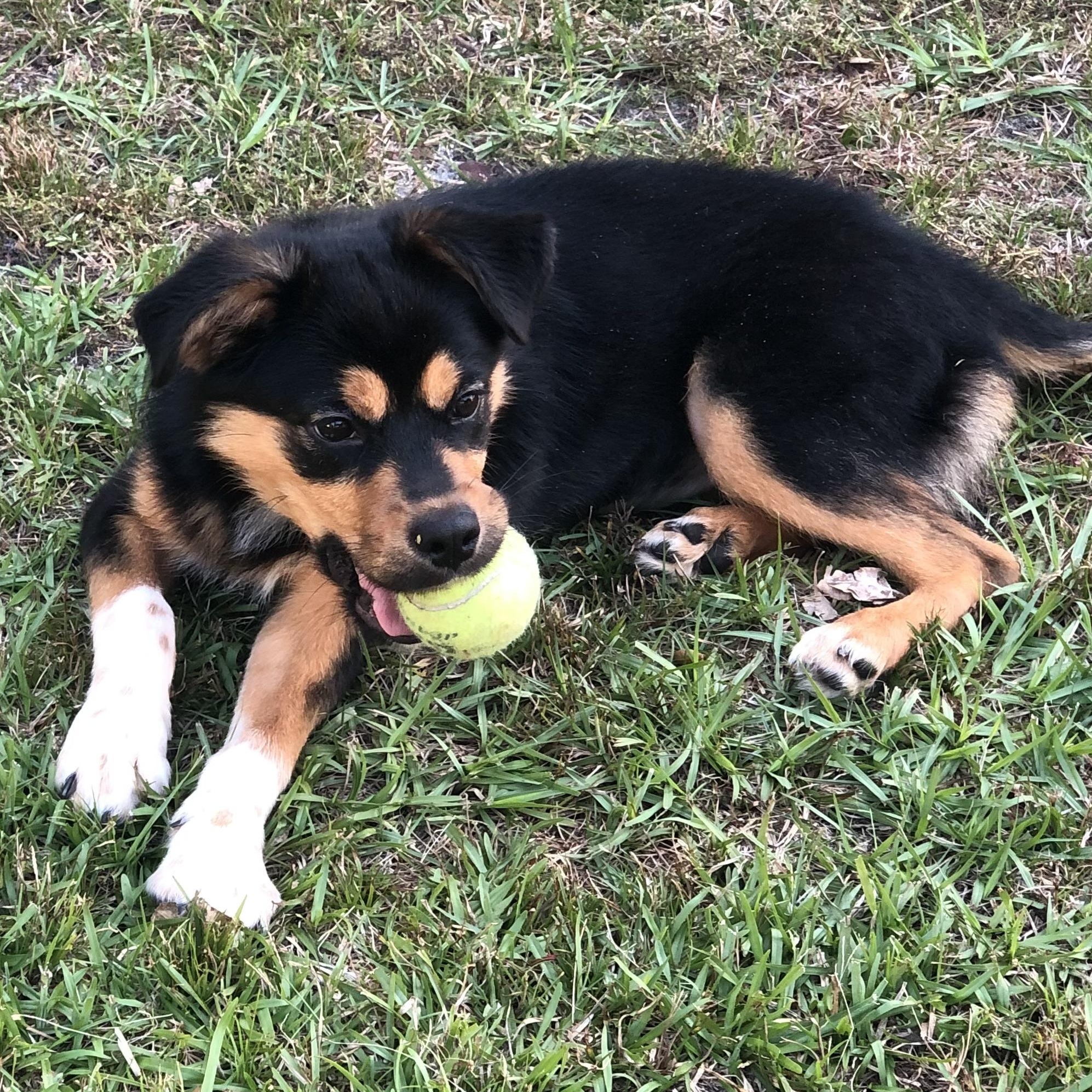 Enlarge Piper, a Adoptable mixed breed in Magnolia Springs, AL image 2/6