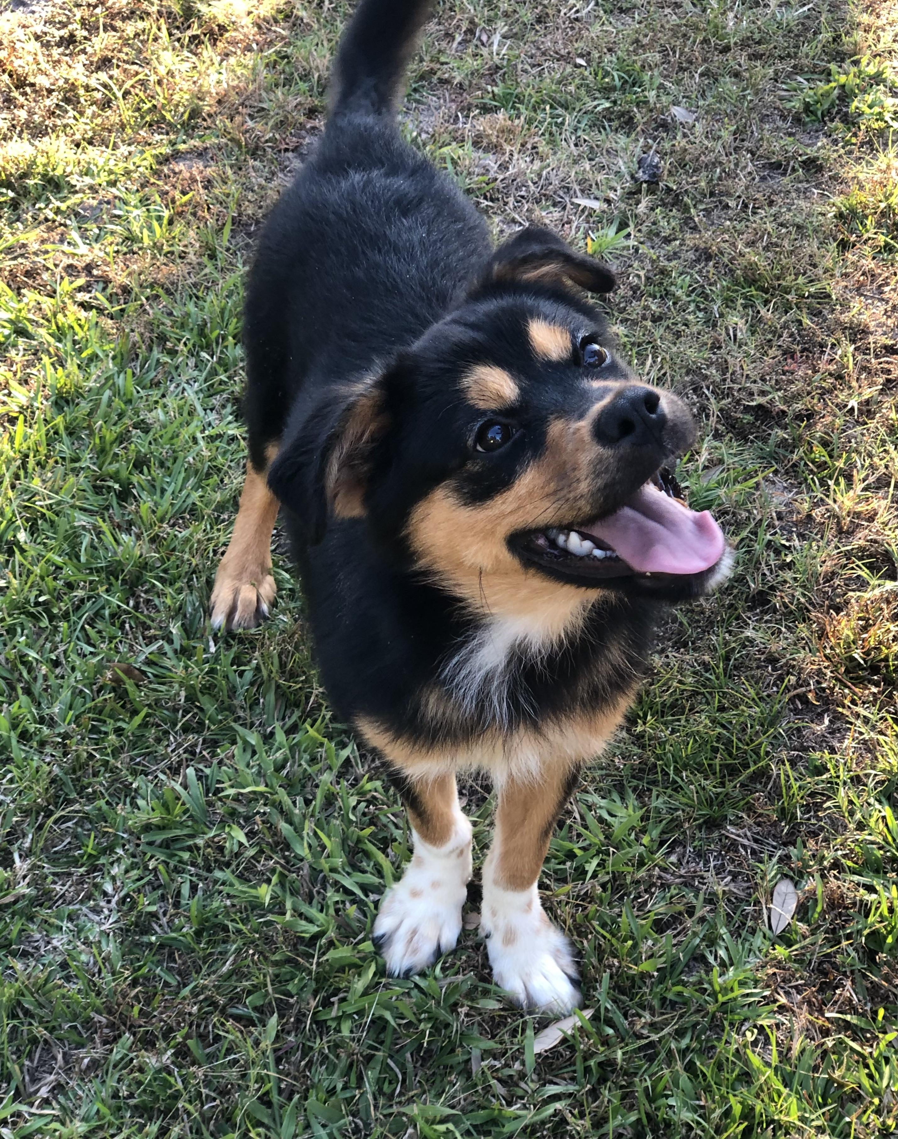 Enlarge Piper, a Adoptable mixed breed in Magnolia Springs, AL image 3/6