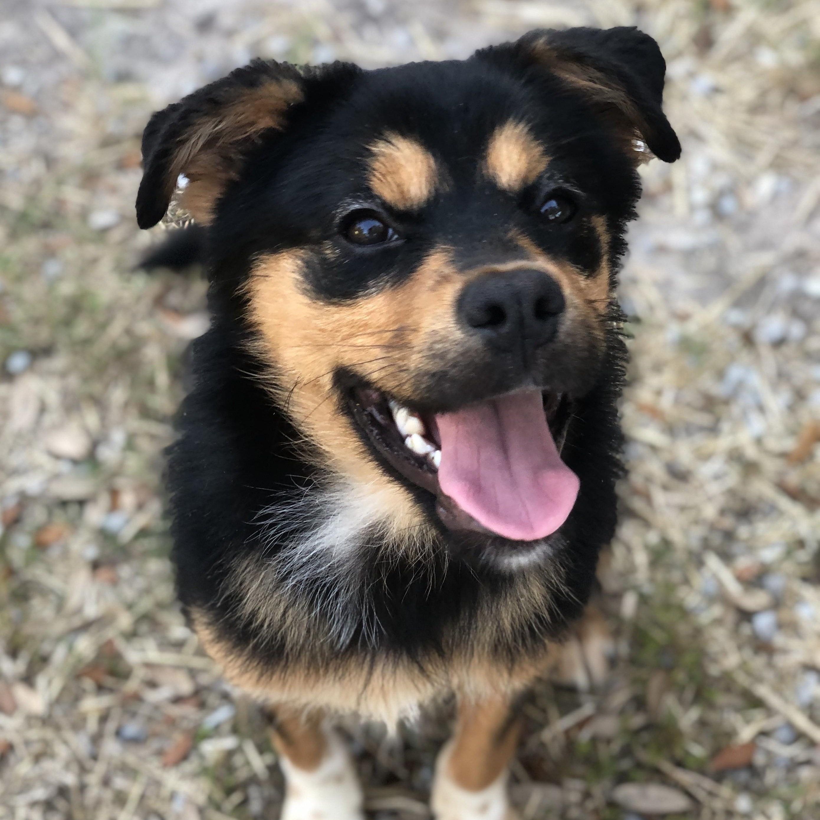 Enlarge Piper, a Adoptable mixed breed in Magnolia Springs, AL image 4/6