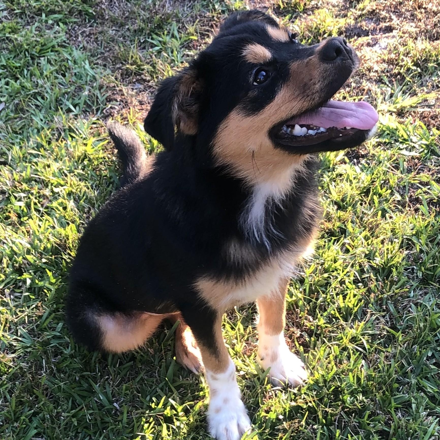 Enlarge Piper, a Adoptable mixed breed in Magnolia Springs, AL image 5/6