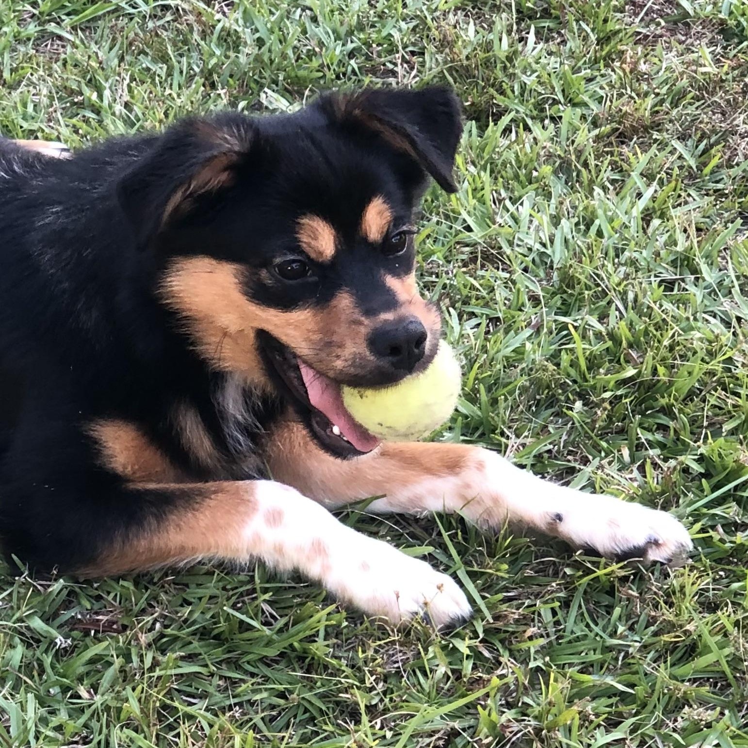 Enlarge Piper, a Adoptable mixed breed in Magnolia Springs, AL image 6/6