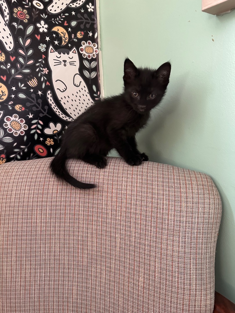 Quentin, a Adopted Domestic Short Hair in Totowa, NJ image 1/4