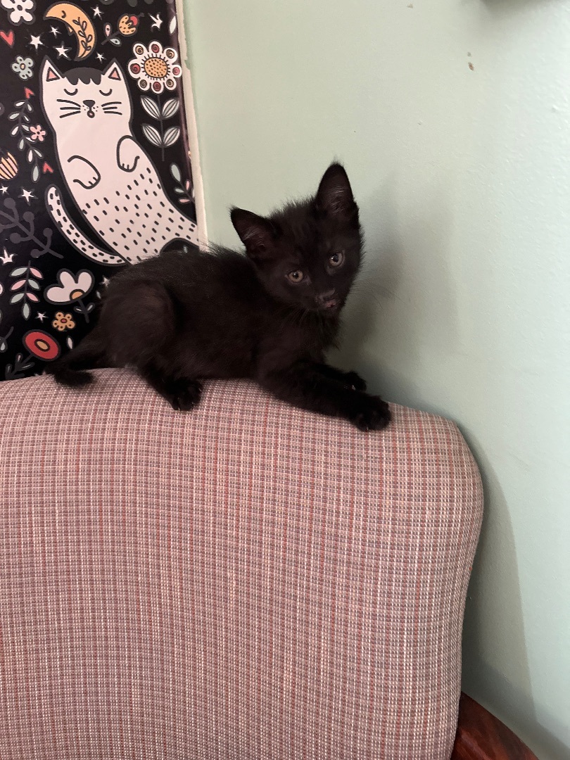 Quentin, a Adopted Domestic Short Hair in Totowa, NJ image 2/4