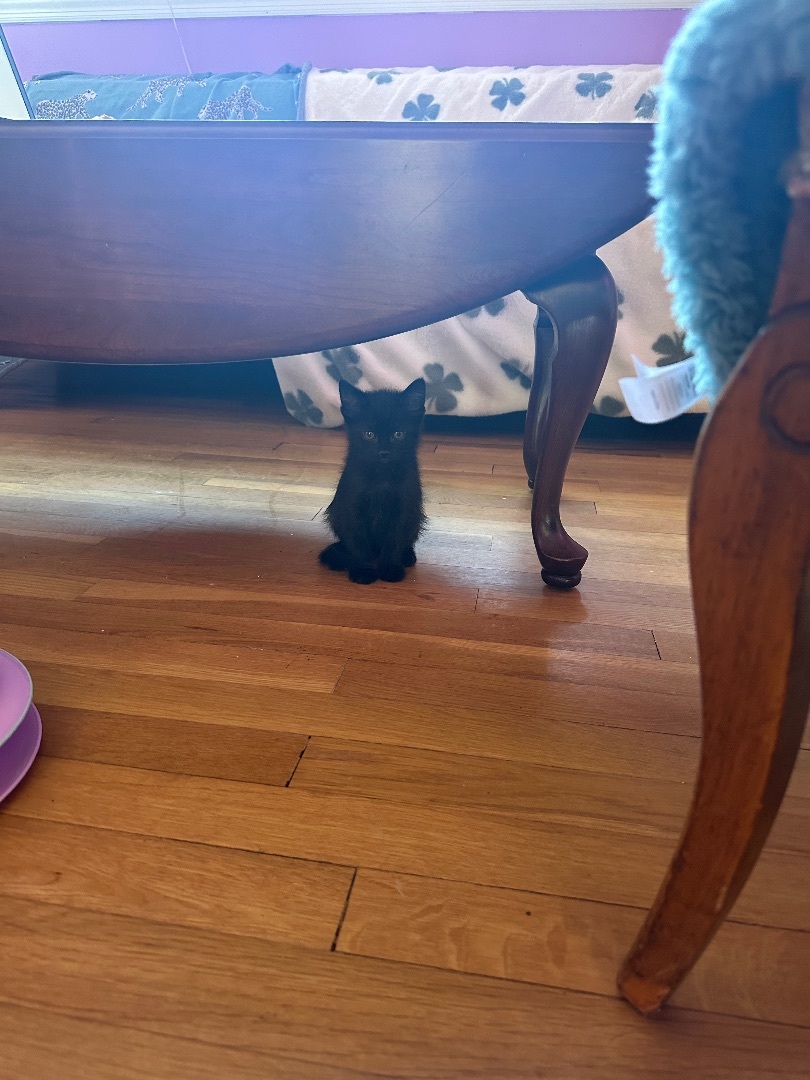 Quentin, a Adopted Domestic Short Hair in Totowa, NJ image 3/4