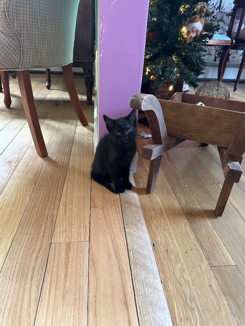 Quentin, a Adopted Domestic Short Hair in Totowa, NJ image 4/4