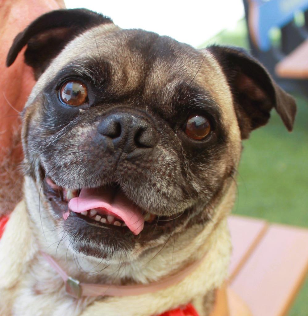 Enlarge Sidekick *special needs*, a Adoptable Pug in Gardena, CA image 1/6