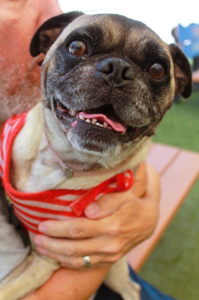 Enlarge Sidekick *special needs*, a Adoptable Pug in Gardena, CA image 2/6