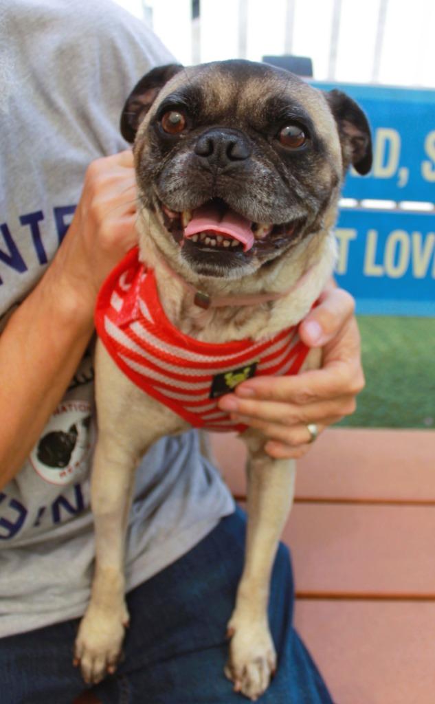 Enlarge Sidekick *special needs*, a Adoptable Pug in Gardena, CA image 3/6