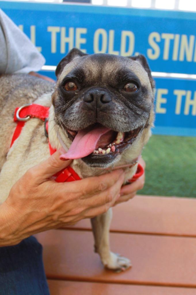 Enlarge Sidekick *special needs*, a Adoptable Pug in Gardena, CA image 4/6