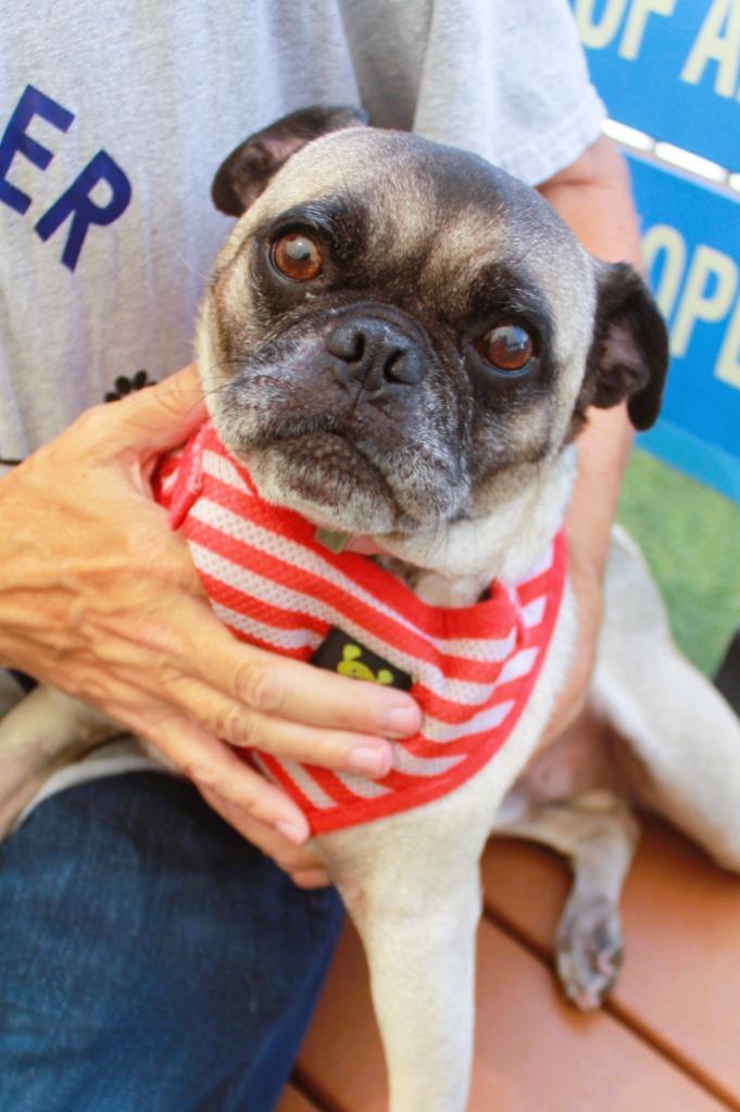 Enlarge Sidekick *special needs*, a Adoptable Pug in Gardena, CA image 5/6