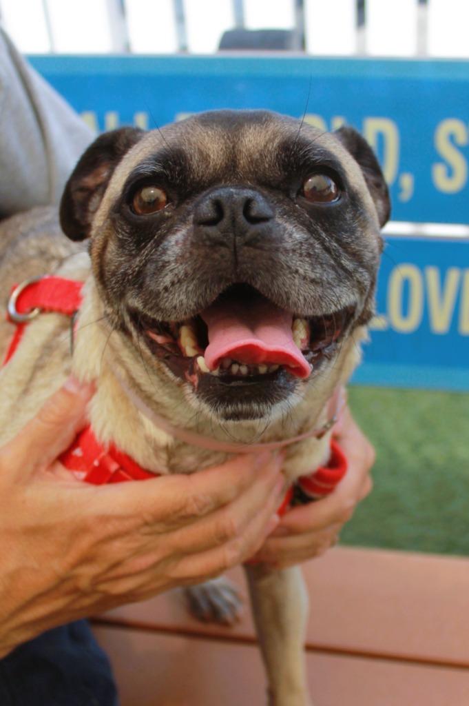 Enlarge Sidekick *special needs*, a Adoptable Pug in Gardena, CA image 6/6