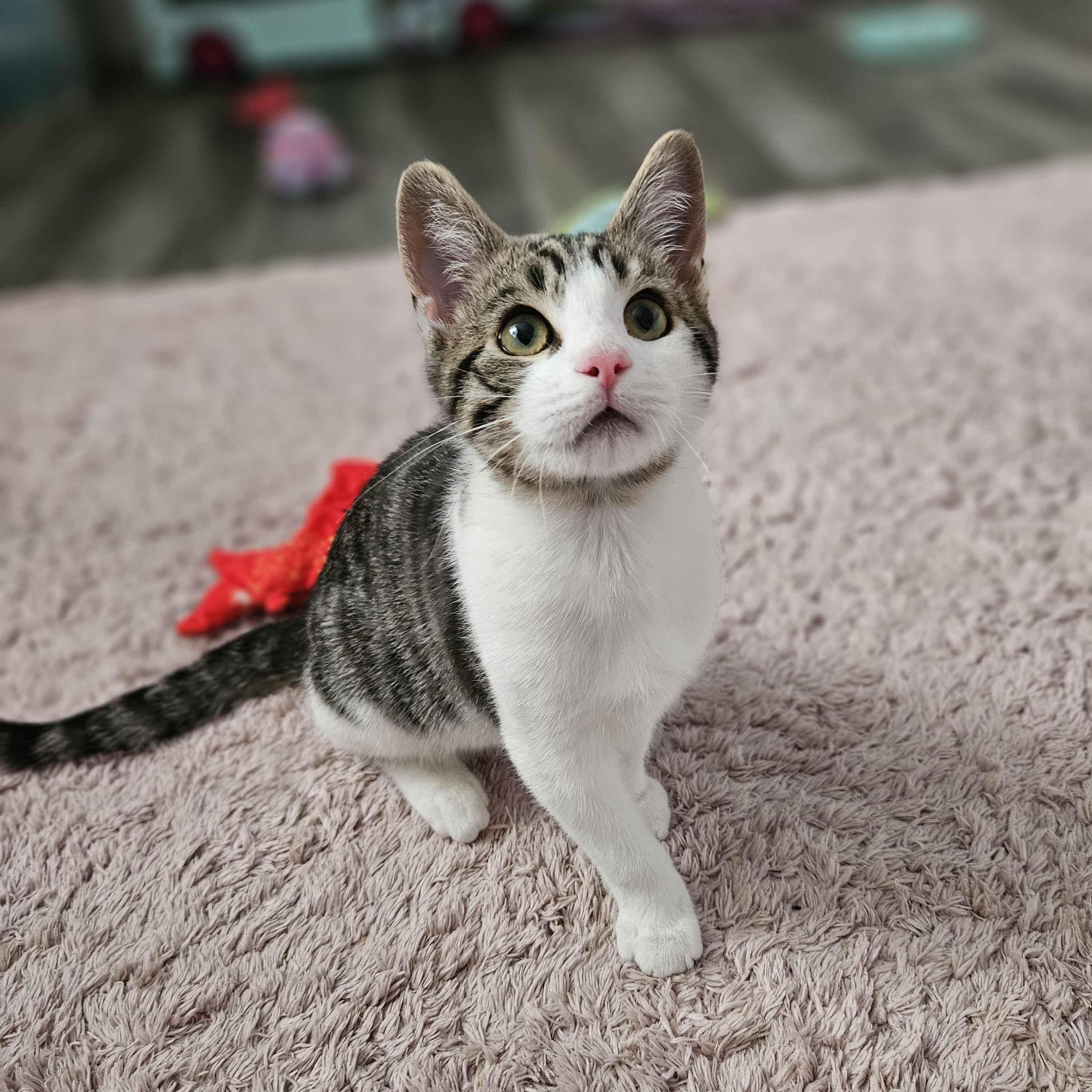 Chupi, an adopted Domestic Short Hair in Rancho Santa Margarita, CA image 4/6