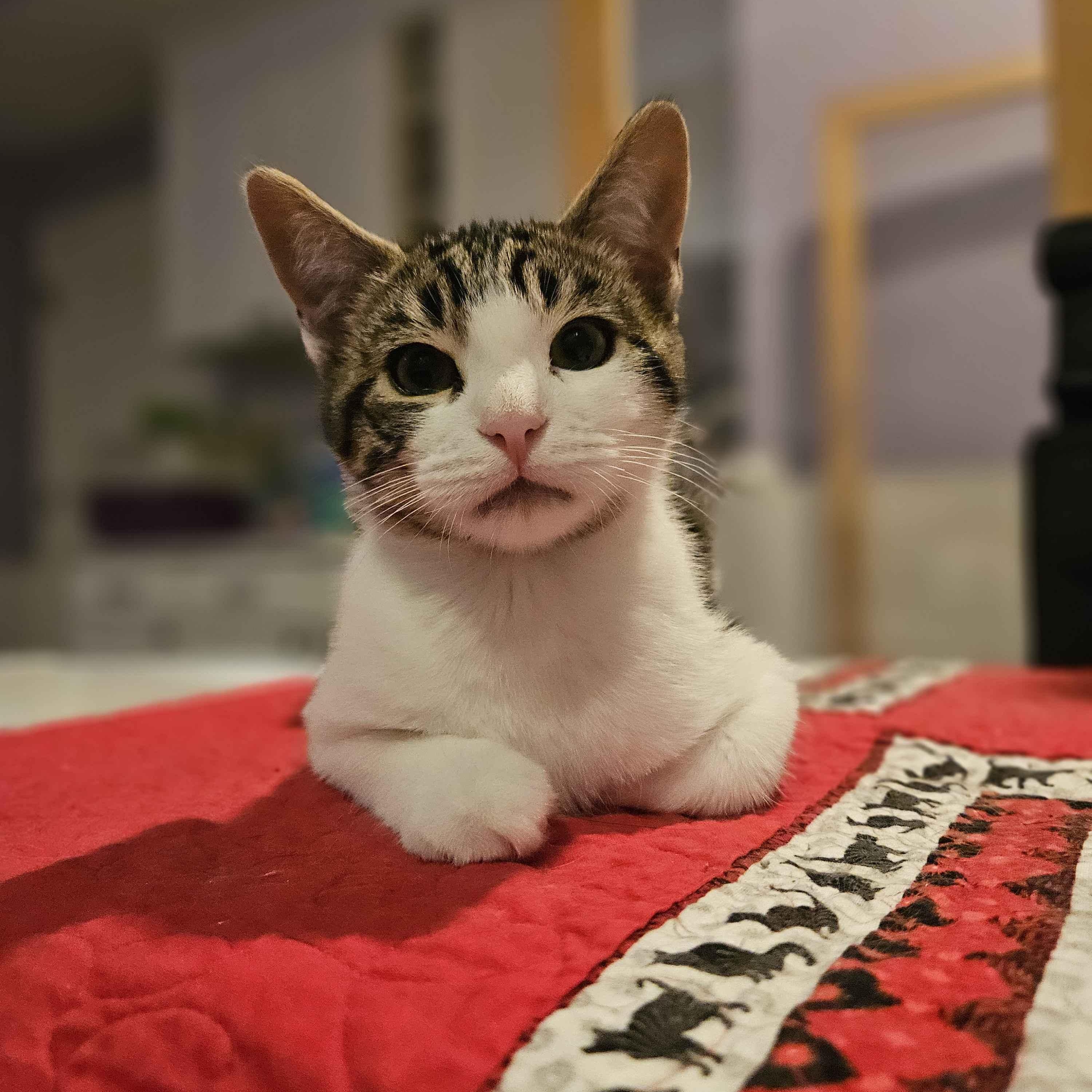 Chupi, an adopted Domestic Short Hair in Rancho Santa Margarita, CA image 3/6