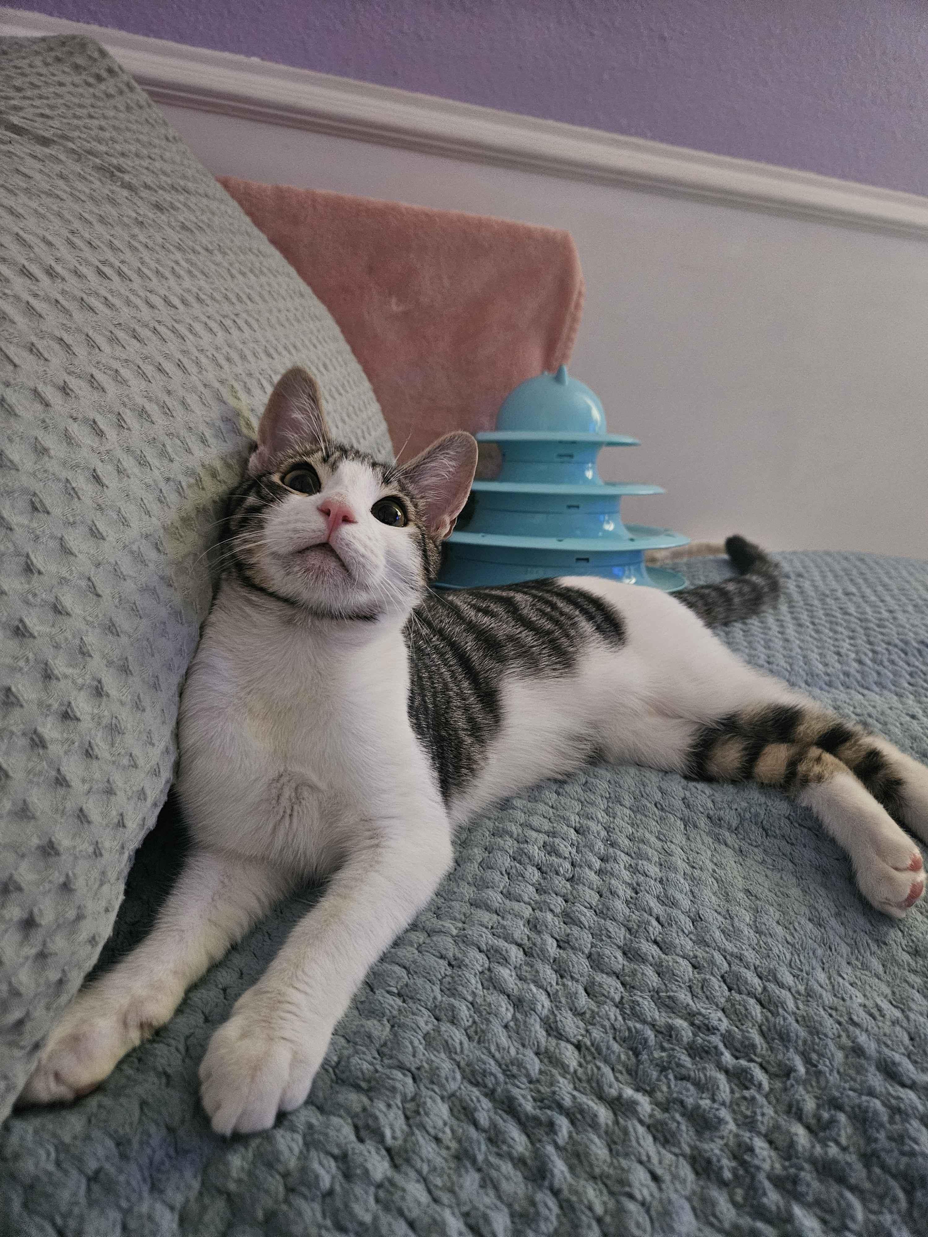 Chupi, an adopted Domestic Short Hair in Rancho Santa Margarita, CA image 2/6
