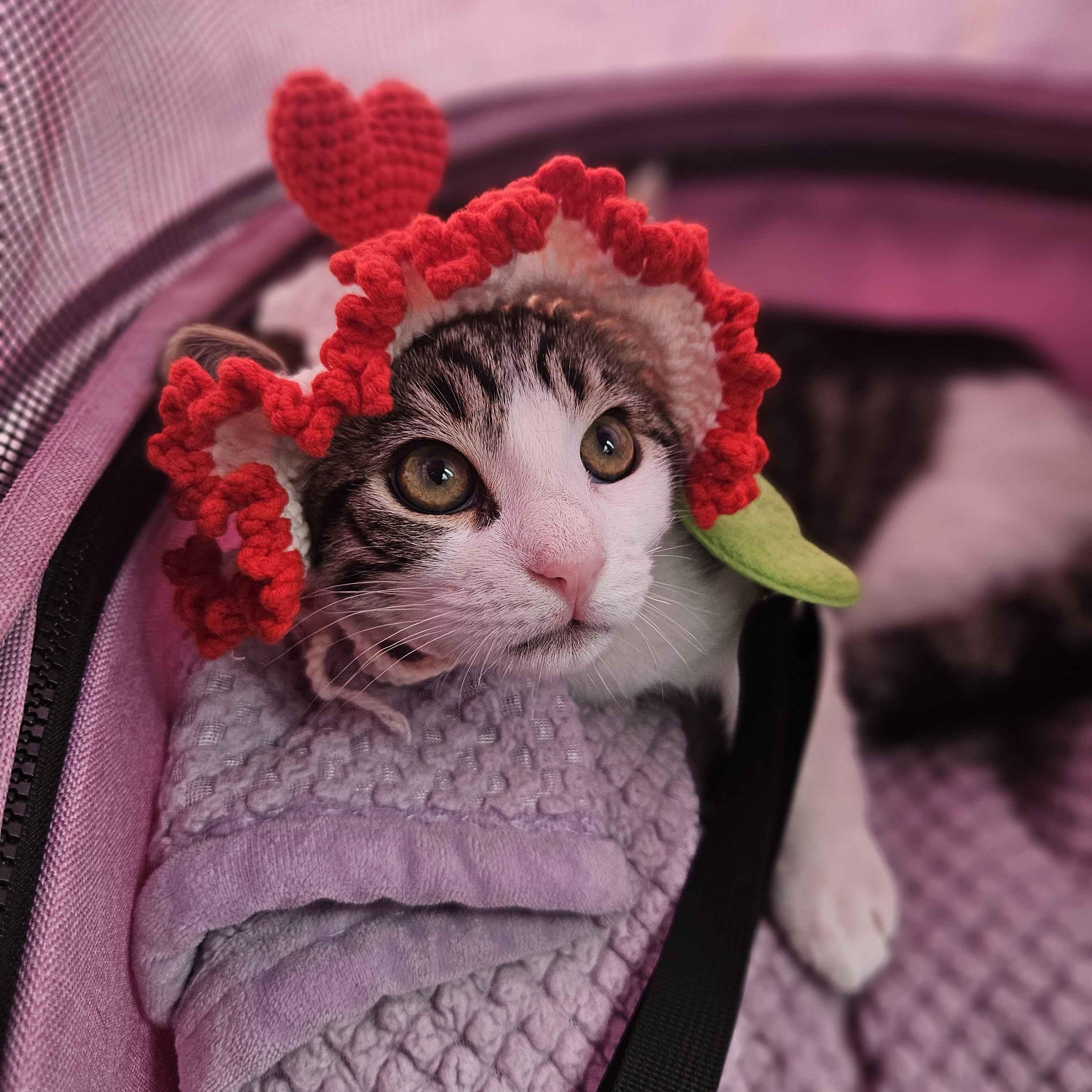 Chupi, an adopted Domestic Short Hair in Rancho Santa Margarita, CA image 5/6