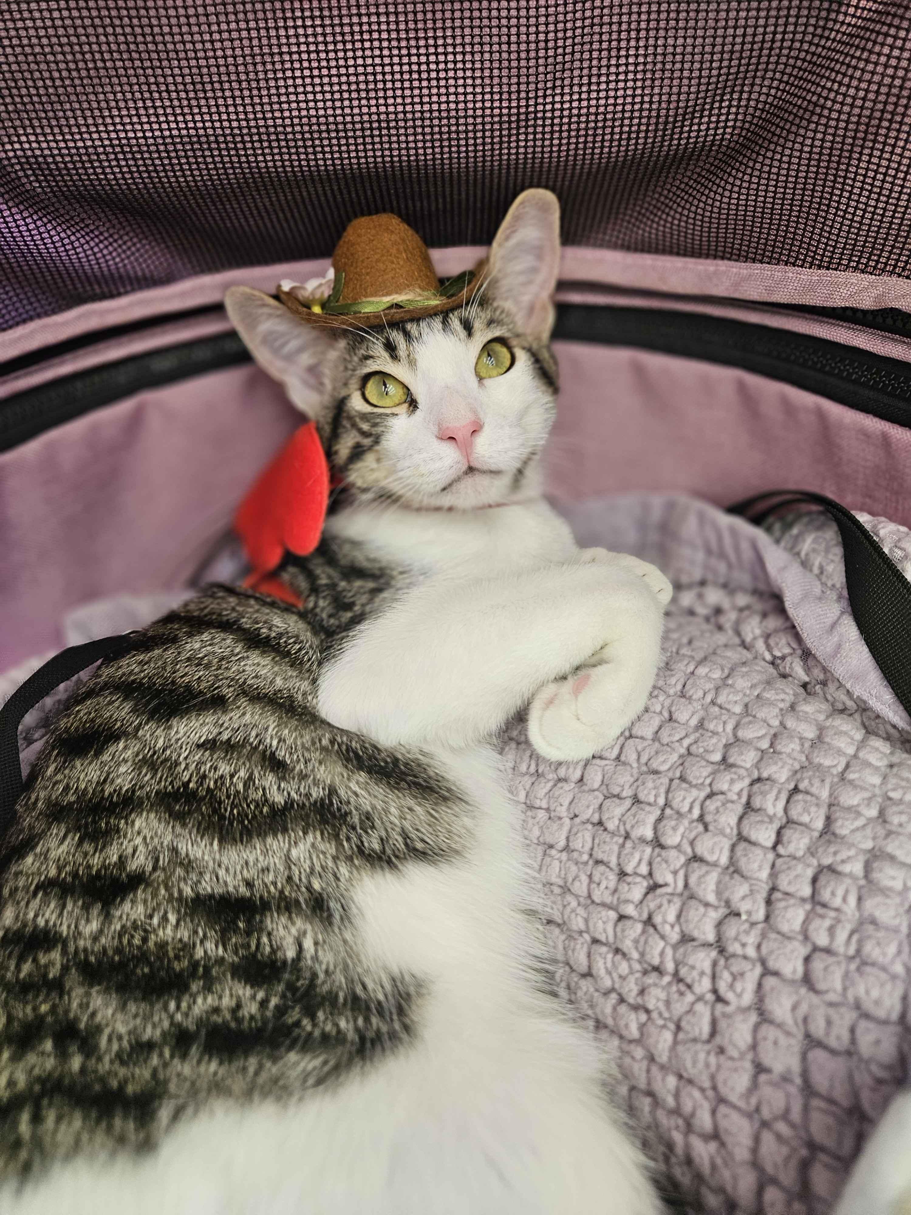 Chupi, an adopted Domestic Short Hair in Rancho Santa Margarita, CA image 1/6