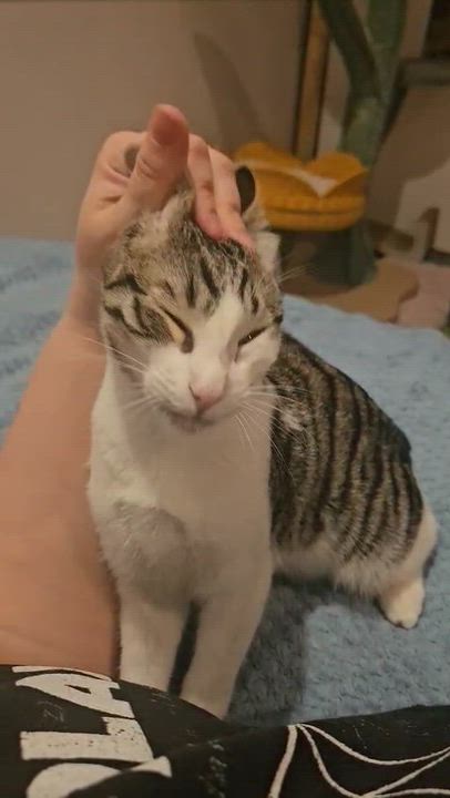 Enlarge Chupi, an adopted Domestic Short Hair in Rancho Santa Margarita, CA video 6/6