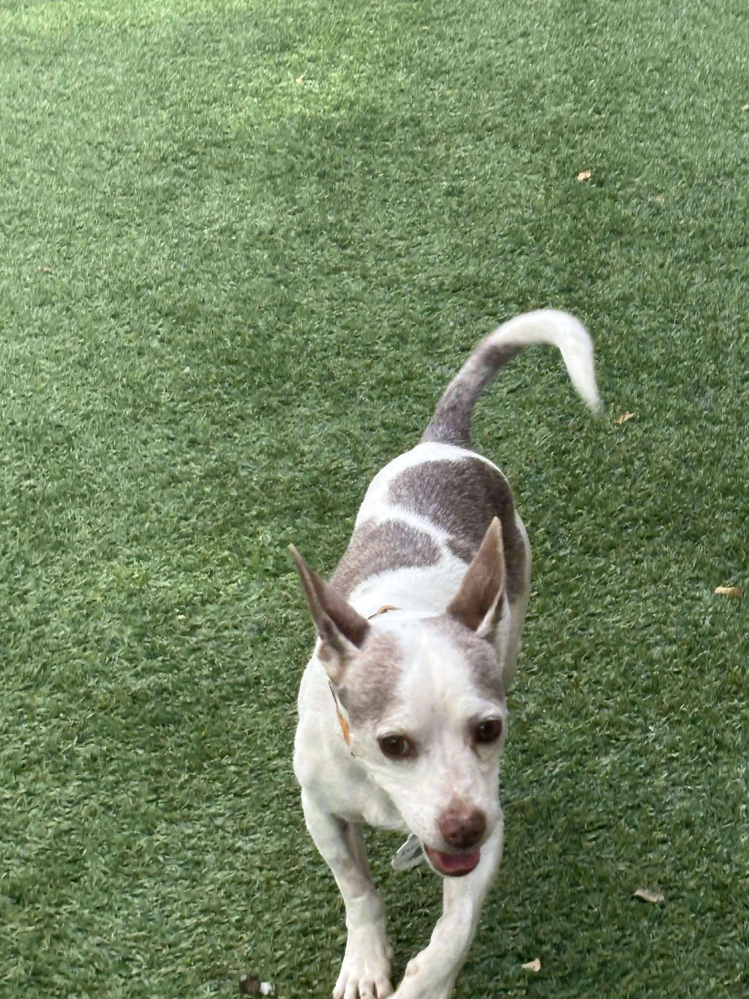 Camper, a Adoptable Rat Terrier in Phoenix, AZ image 5/6