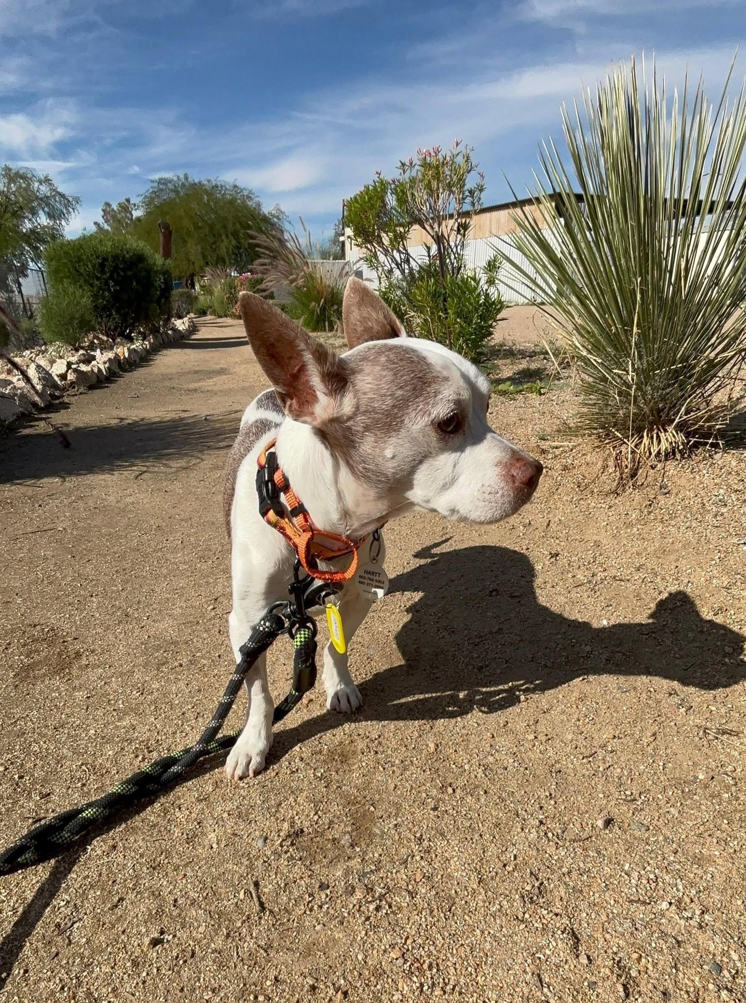 Camper, a Adoptable Rat Terrier in Phoenix, AZ image 3/6
