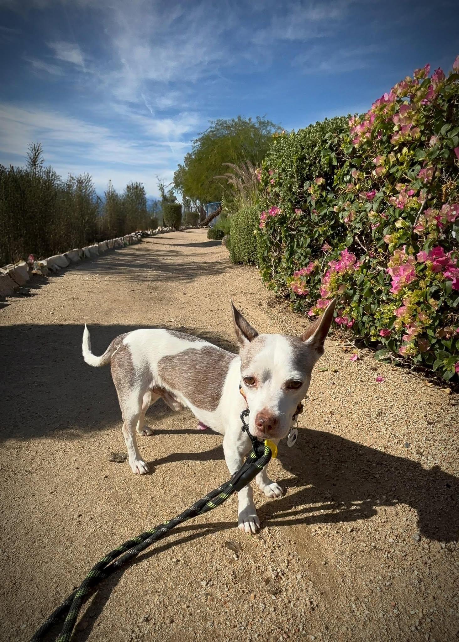 Camper, a Adoptable Rat Terrier in Phoenix, AZ image 1/6