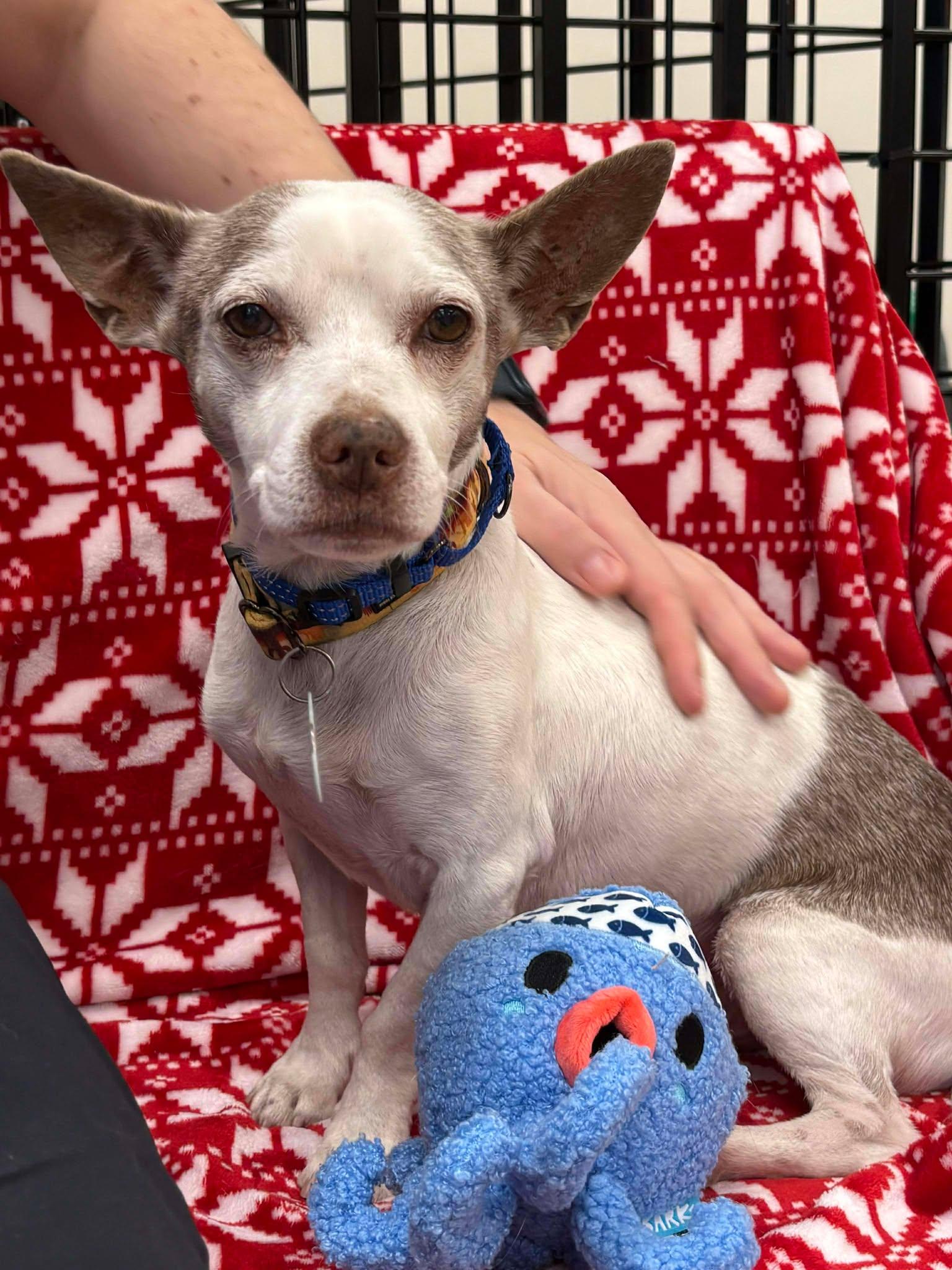 Camper, Adoptable, Adult Male Rat Terrier.
