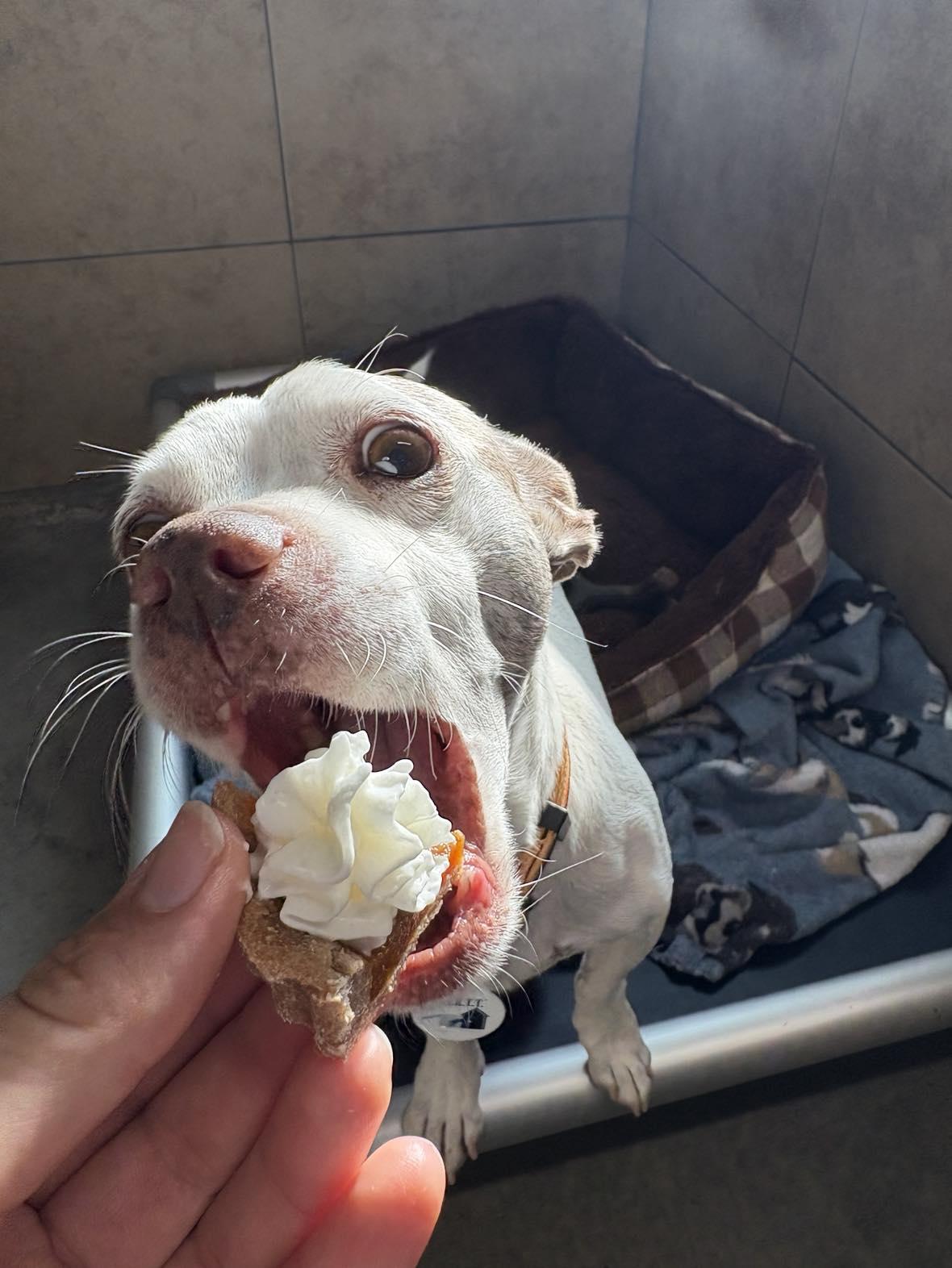 Camper, a Adoptable Rat Terrier in Phoenix, AZ image 4/6