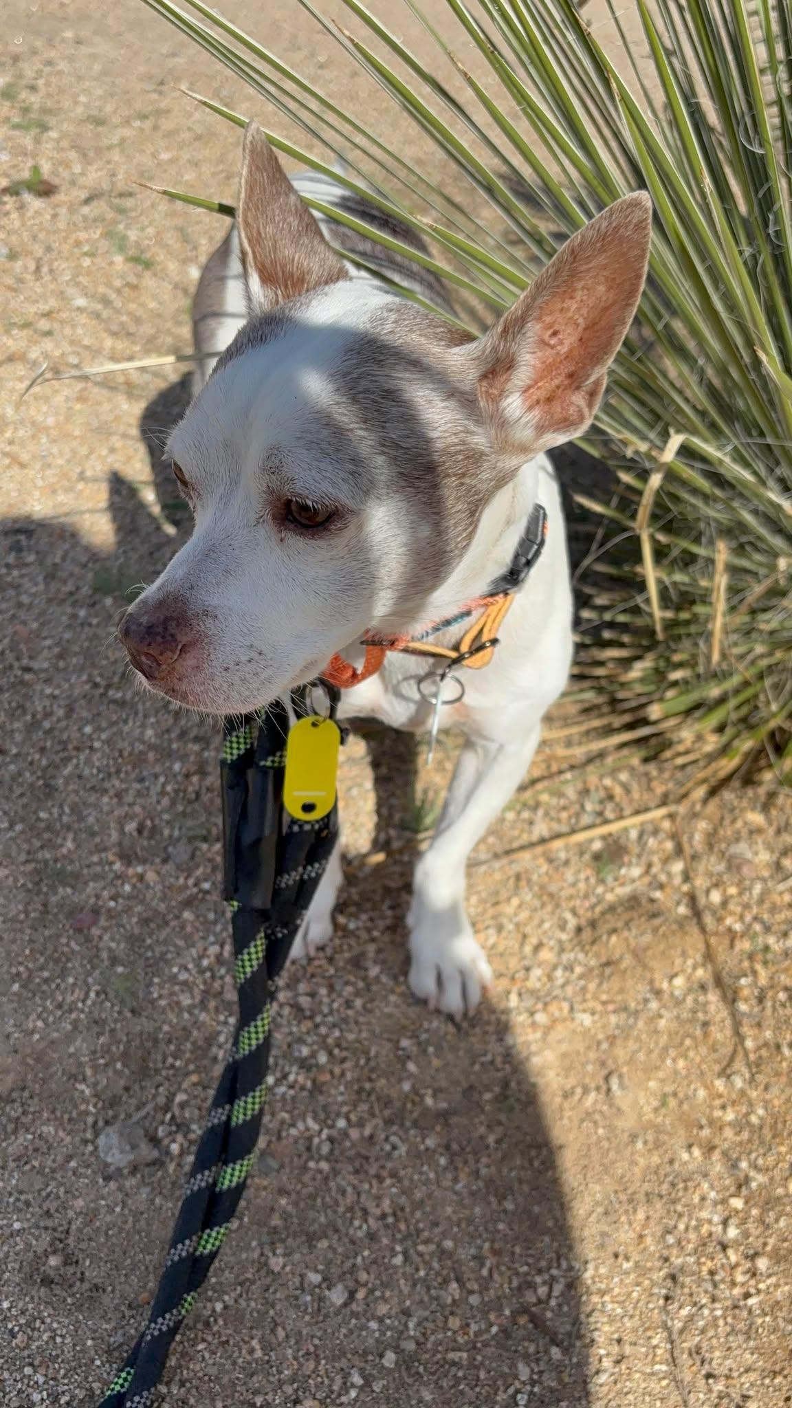Camper, a Adoptable Rat Terrier in Phoenix, AZ image 2/6