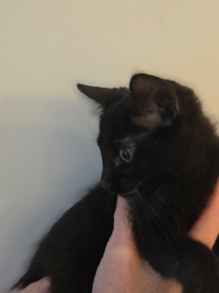 Freedom, Adoptable, Kitten Male Domestic Short Hair.
