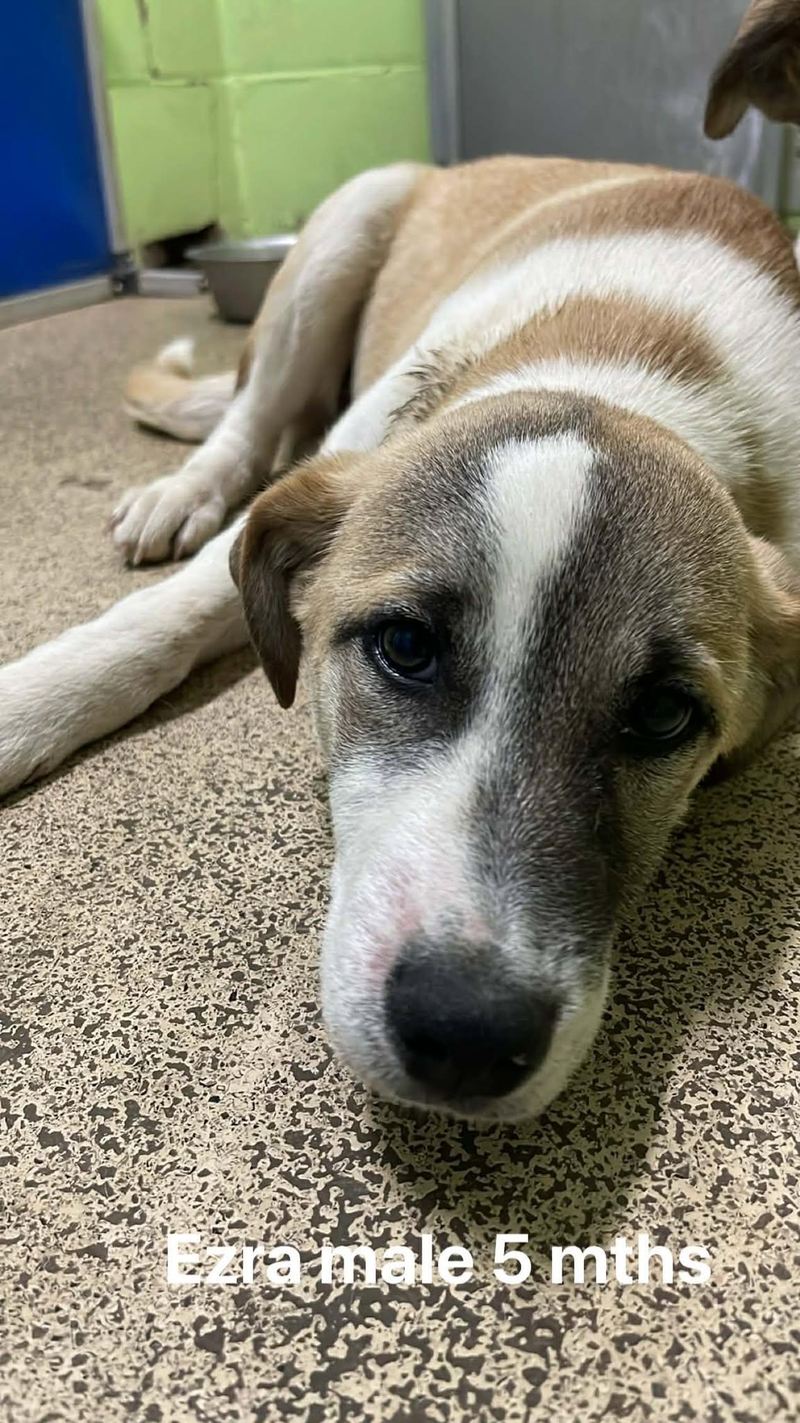 Enlarge Ezra, an adopted mixed breed in Fort Payne, AL image 1/1