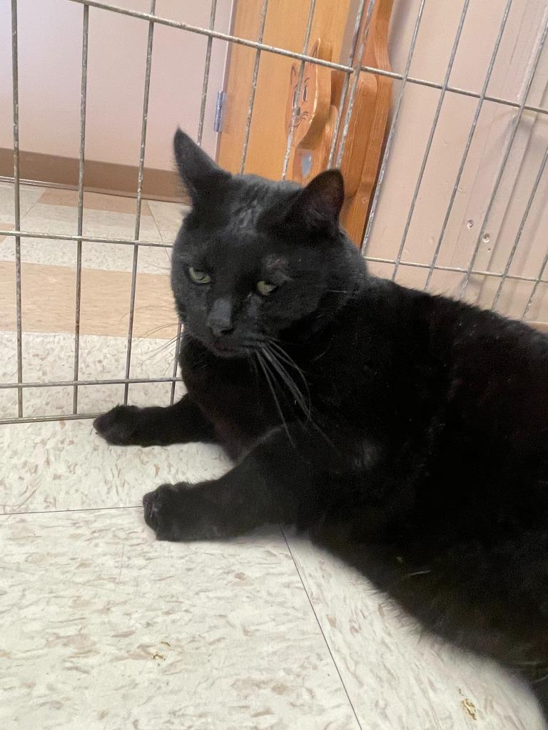 Little Trouble, Adoptable, Adult Male Domestic Short Hair.