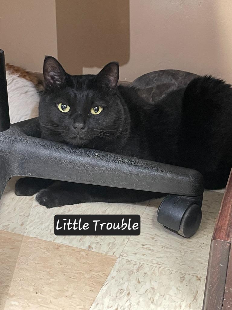 Enlarge Little Trouble, a Adoptable mixed breed in Maumelle, AR image 2/6