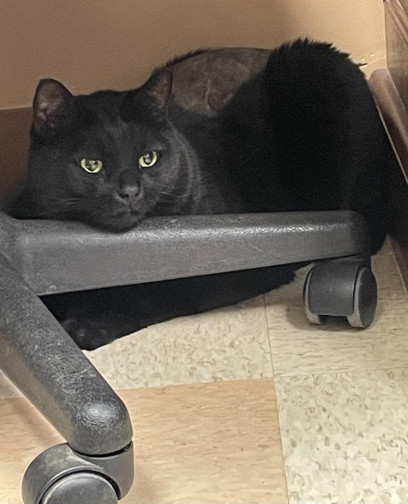 Enlarge Little Trouble, a Adoptable mixed breed in Maumelle, AR image 3/6