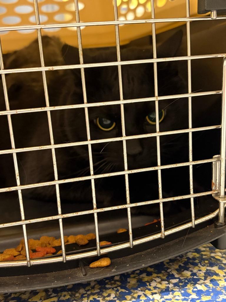 Enlarge Little Trouble, a Adoptable mixed breed in Maumelle, AR image 4/6