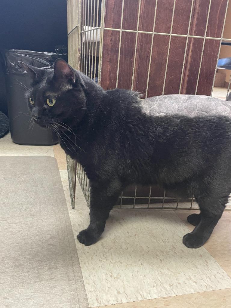 Enlarge Little Trouble, a Adoptable mixed breed in Maumelle, AR image 5/6