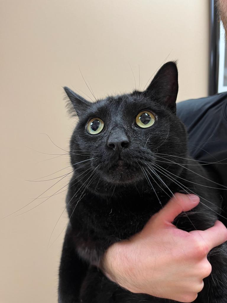 Enlarge Little Trouble, a Adoptable mixed breed in Maumelle, AR image 6/6