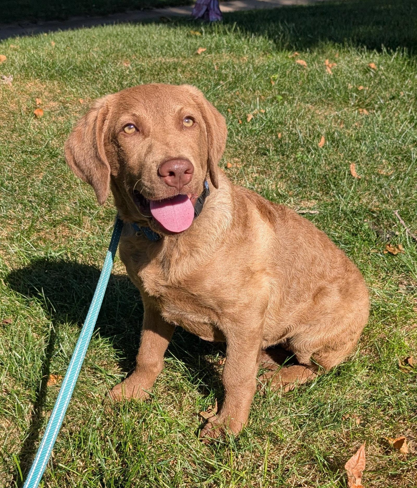 Cheyenne, a Adoptable mixed breed in West Des Moines, IA image 1/2