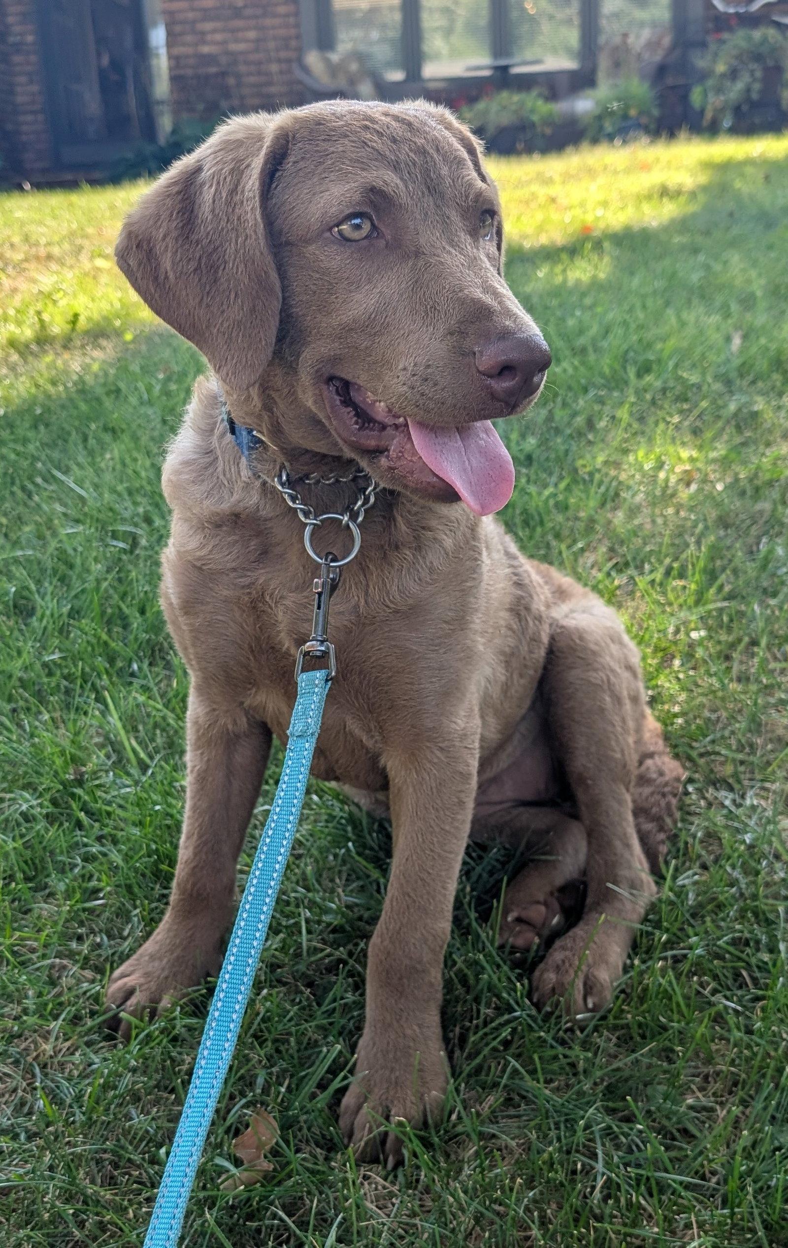 Cheyenne, a Adoptable mixed breed in West Des Moines, IA image 2/2