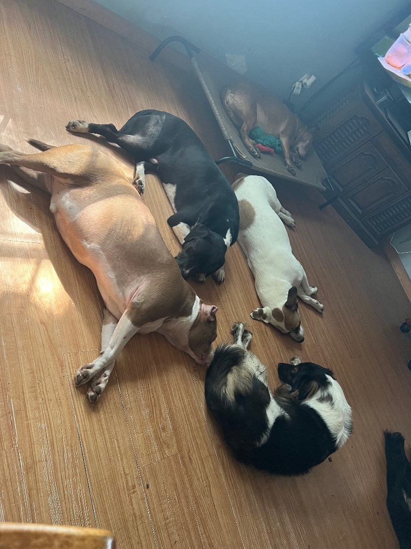 Enlarge Superman , a Adoptable mixed breed in Anna, TX image 1/10