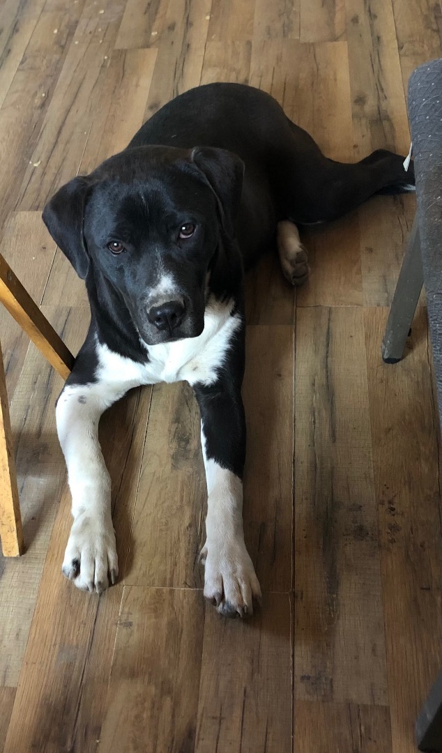 Enlarge Superman , a Adoptable mixed breed in Anna, TX image 2/10